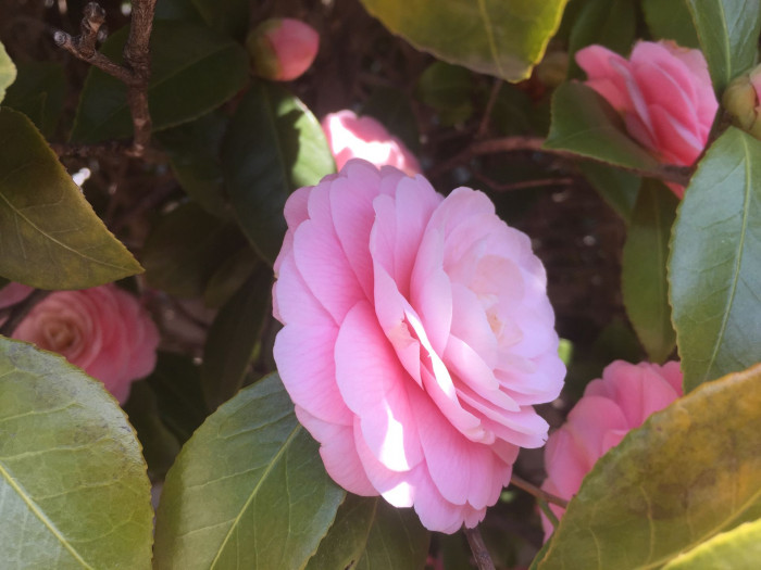 동백나무 - Camellia japonica L.