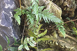 개톱날고사리 - Athyrium sheareri (Baker) Ching