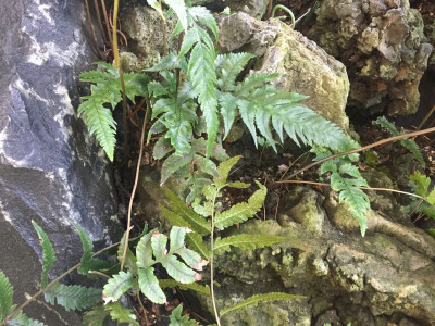 개톱날고사리 사진 - Athyrium sheareri (Baker) Ching Photos