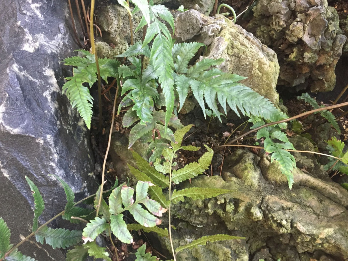 개톱날고사리 - Athyrium sheareri (Baker) Ching