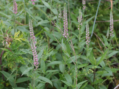 꼬리풀 사진 - Veronica linariaefolia Photos