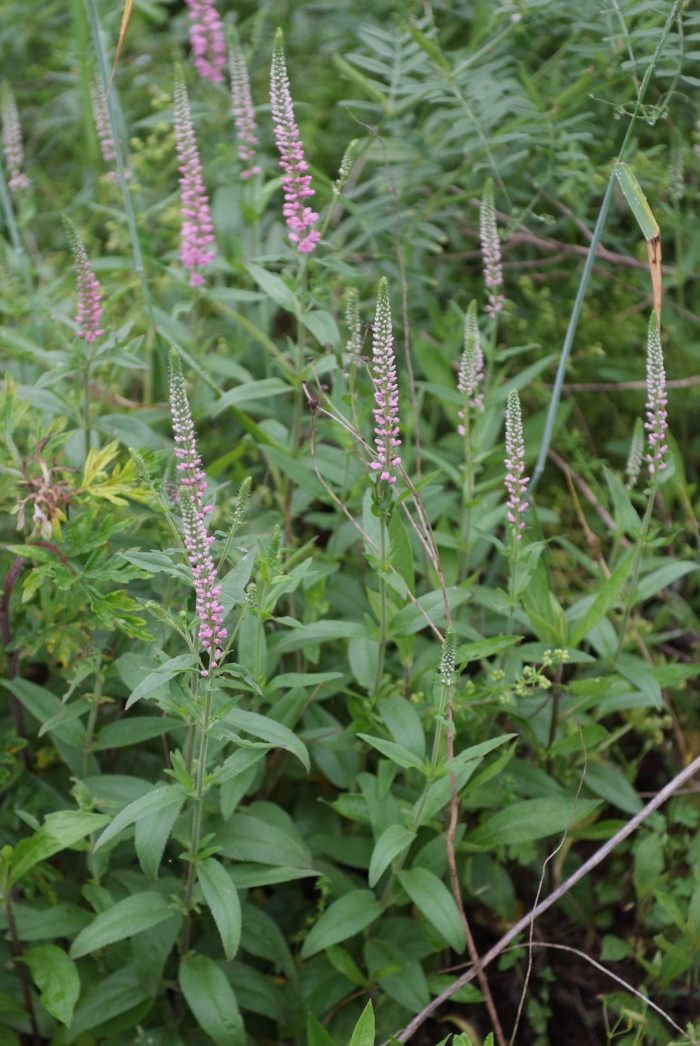 꼬리풀 - Veronica linariaefolia