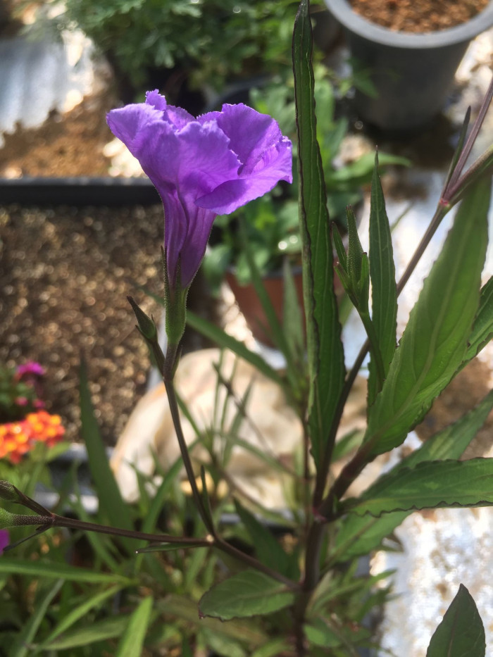 루엘리아 - Mexican petunia, Ruellia brittoniana