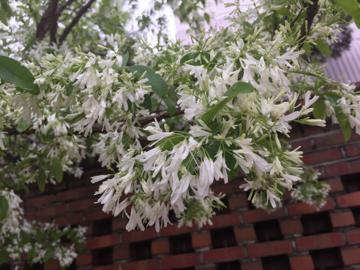 이팝나무 - Chinese Fringe Tree, Chionanthus retusus Lindl. & Paxton