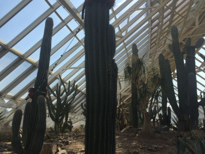 무륜주 사진 - Pachycereus pringlei (S.Watson) Britton & Ros Photos