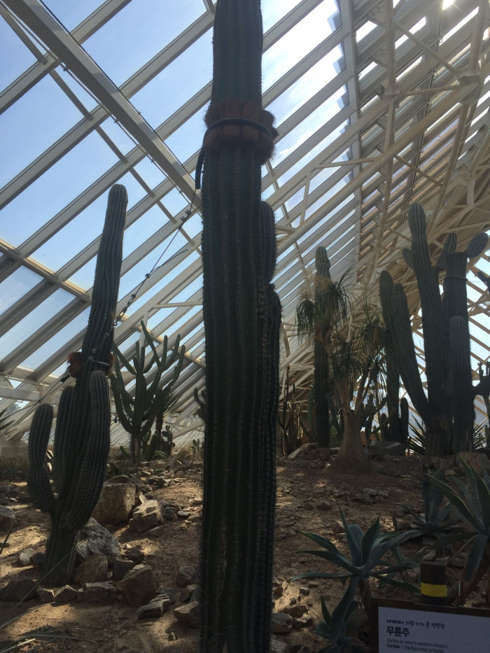 무륜주 - Cardon, Elephant Cactus, Mexican Giant Cactus, Pachycereus pringlei (S.Watson) Britton & Ros