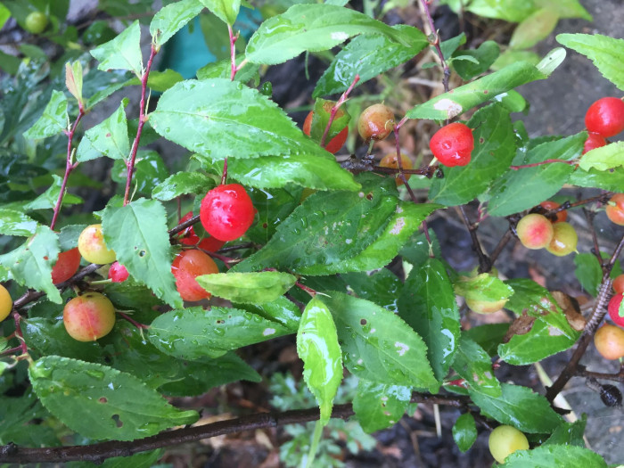 이스라지나무 - Prunus japonica Thunb. var. nakaii (H. Lév.) Rehder