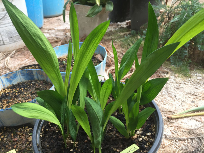 프르지아 - Freesias, Freesia refracta (Jacq.) Klatt