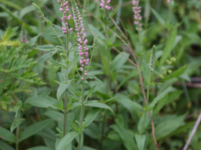 꼬리풀 사진 - Veronica linariaefolia Photos