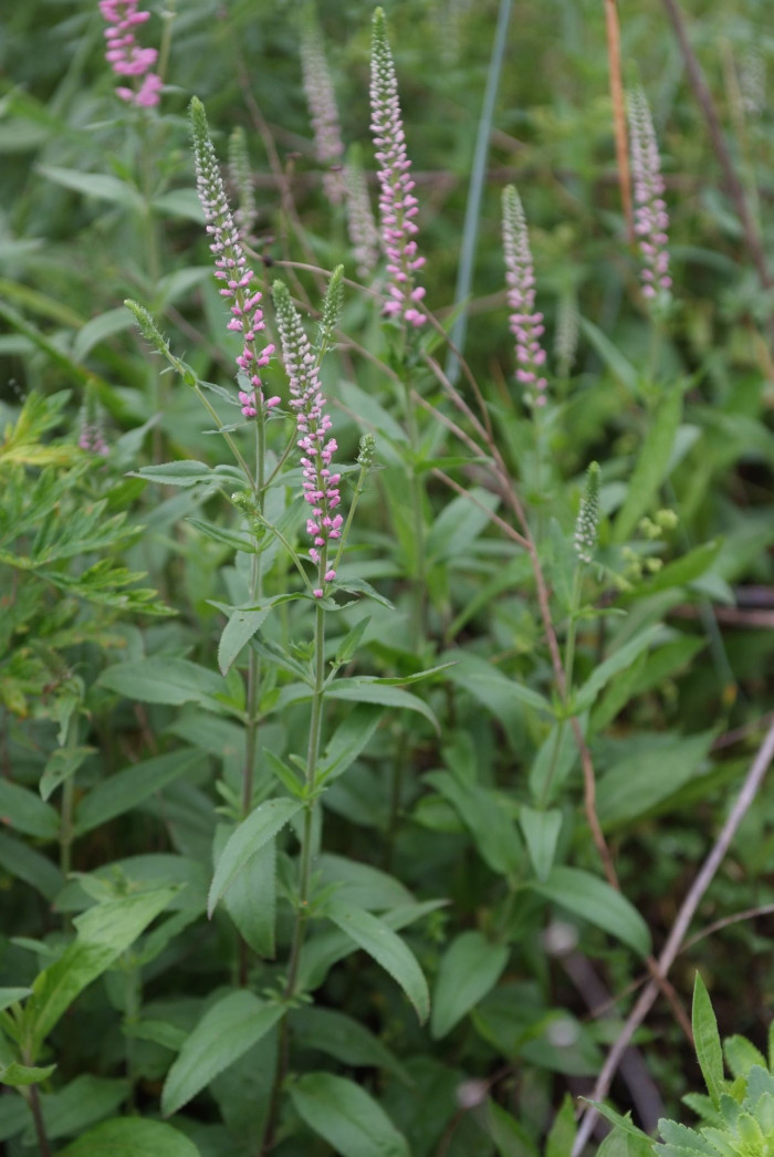 꼬리풀 - Veronica linariaefolia
