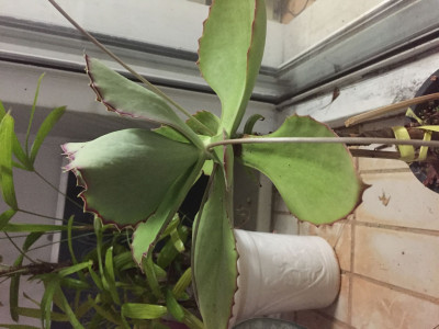 신세파라 사진 - Kalanchoe synsepala Photos