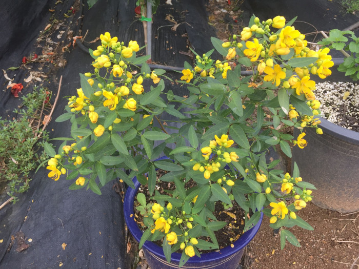 황호접 - Cassia coluteoides