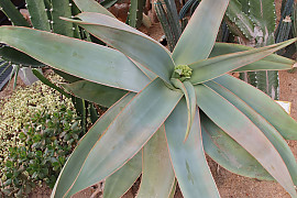 비단알로에 - Aloe striata