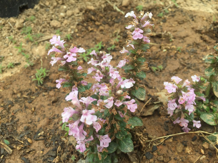 아주가렙탄스 - bugle, blue bugle, bugleherb, bugleweed, carpetweed, Ajuga reptans