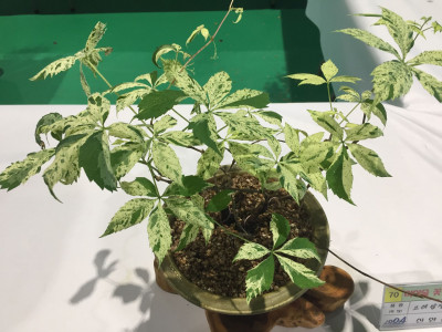 미국담쟁이덩굴 사진 - Parthenocissus quinquefolia (L.) Planch. Photos