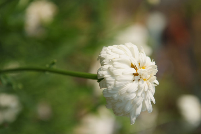 샤스타데이지 - Shasta daisy, Leucanthemum x superbum