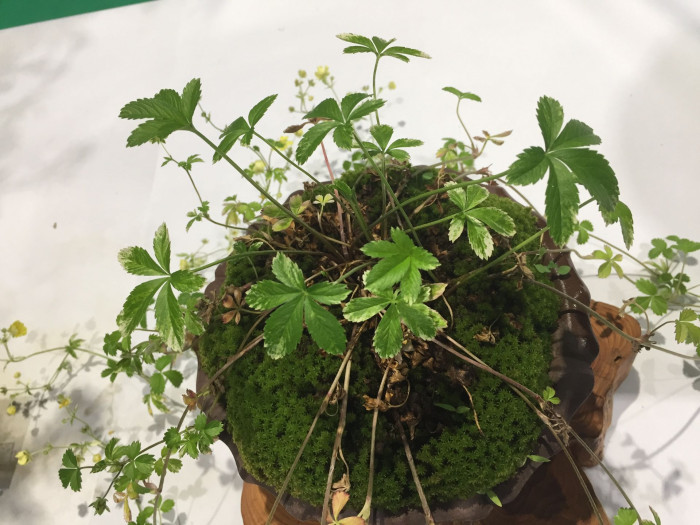 세잎양지꽃 - Potentilla freyniana Bornm.