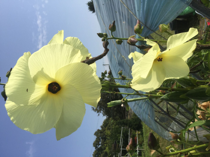 닥풀 - 과꽃, Hibiscus manihot L.