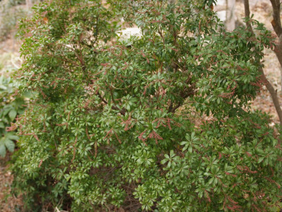 마취목 사진 - Pieris japonica Photos