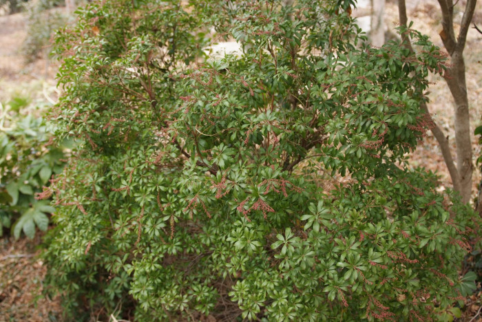 마취목 - Japanese andromeda, Japanese pieris,Dwarf Lilly-of-the-Valley Shrub, Pieris japonica
