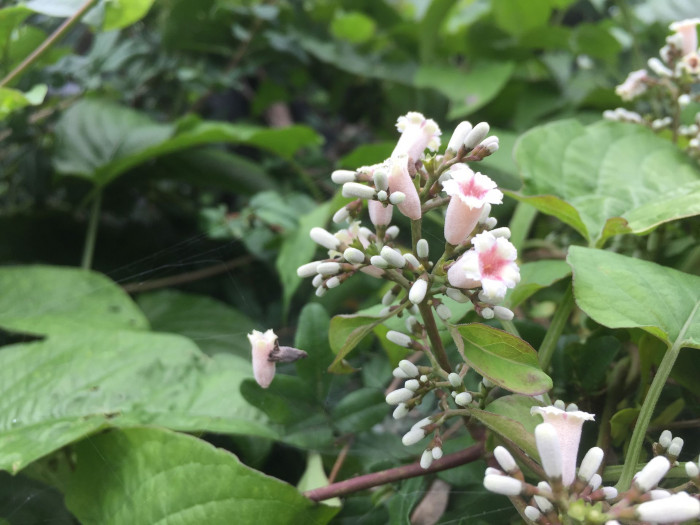 계요등 - Paederia scandens (Lour.) Merr.