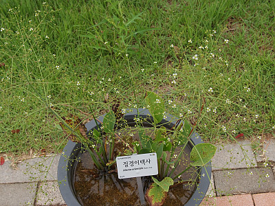 질경이택사 사진 - Alisma orientale (Sam.) Juz. Photos