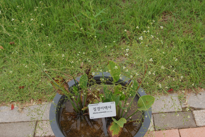질경이택사 - Alisma orientale (Sam.) Juz.