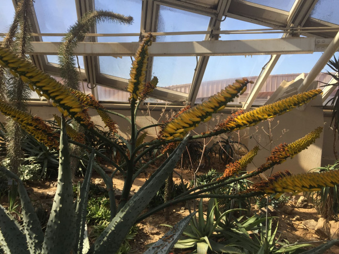 알로에 마를로티이 - mountain aloe, flat-flowered aloe, Aloe marlothii A. Berger