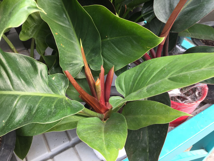 문라이트 - Moonlight Philodendron, Philodendron Moonlight