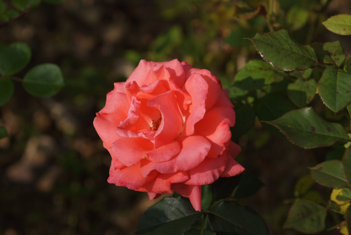 장미 - Rose, Rosa hybrida