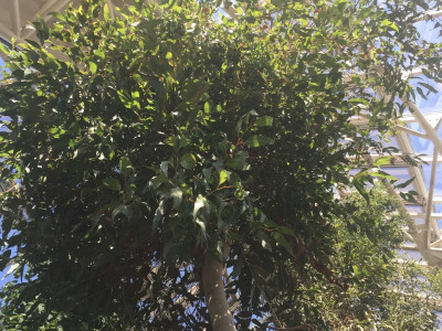 레몬유칼립투스 사진 - Corymbia citriodora Photos
