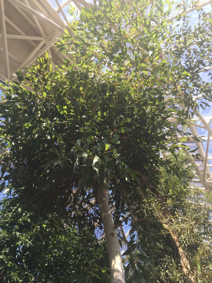 레몬유칼립투스 - Lemon scented gum, Blue spotted gum, Lemon eucalyptus, Corymbia citriodora