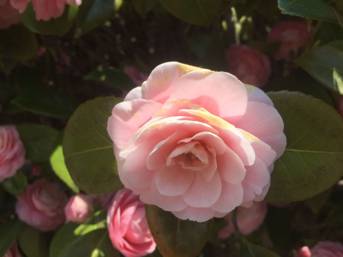 동백나무 - Camellia japonica L.