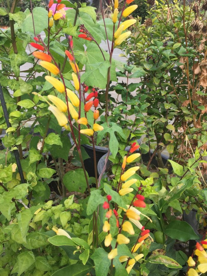 폭죽덩굴 - Firecracker Vine, Spanish Flag, Ipomoea lobata (Cerv.) Thell.