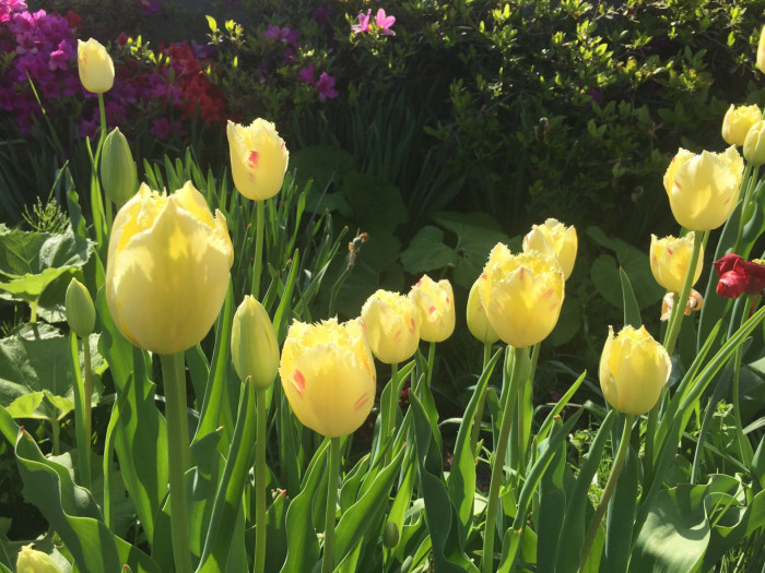 튤립 - Tulip, Tulipa gesneriana