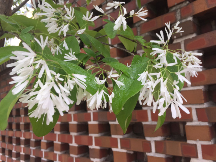 이팝나무 - Chinese Fringe Tree, Chionanthus retusus Lindl. & Paxton