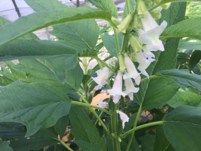 참깨 - Sesamum indicum L.
