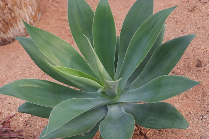 아테누아타 - Foxtail Agave, Dragon-Tree Agave, Spineless Agave, Agave attenuata