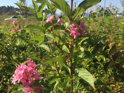 붉은병꽃나무 사진 - Weigela florida (Bunge) A. DC. Photos