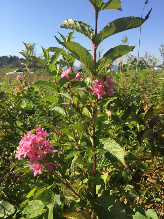 붉은병꽃나무 - Weigela florida (Bunge) A. DC.