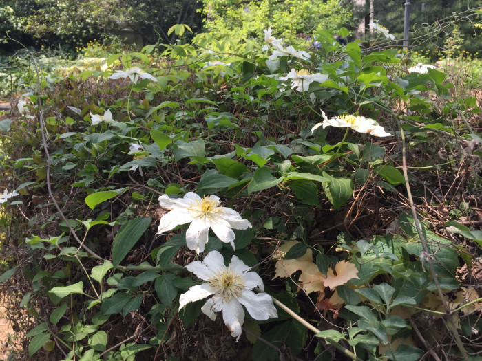 큰꽃으아리 - Clematis patens C.Morren & Decne.