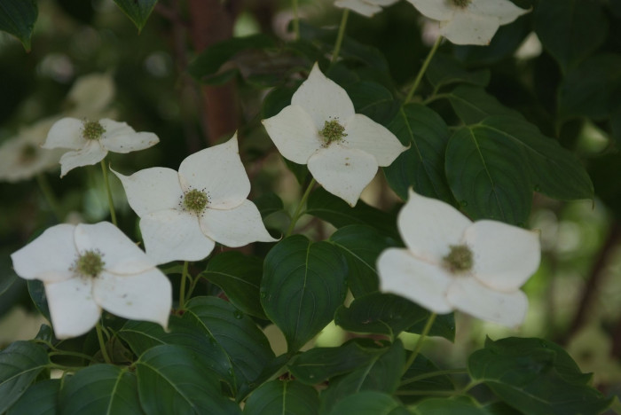 산딸나무 - Cornus , Cornus kousa