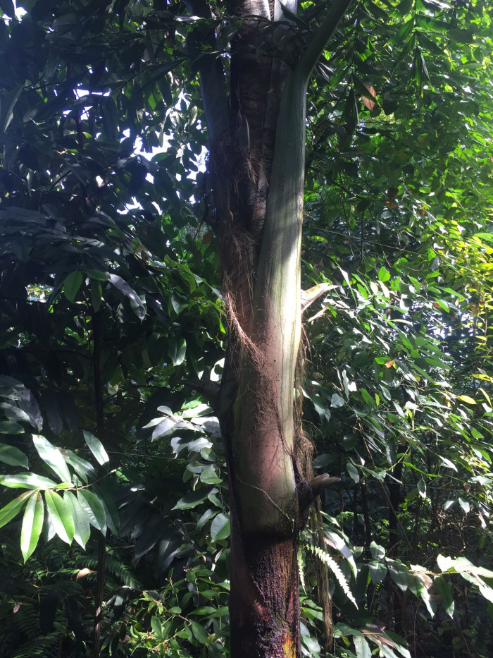 카요타 바코네시스 - Bac Son Fishtail Palm, Caryota bacsonesis