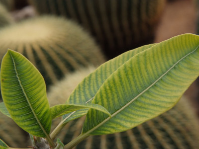 파라병간 사진 - Pachypodium baronii Photos