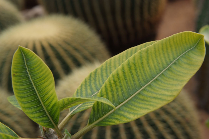 파라병간 - Pachypodium baronii