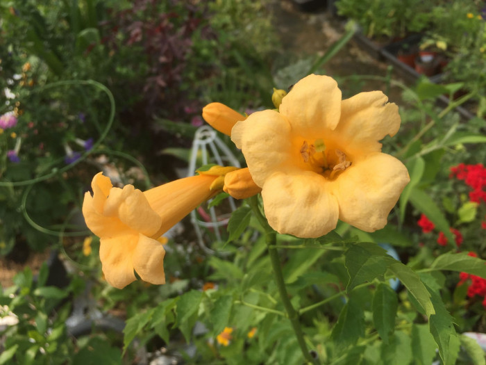 미국능소화 - Trumpet vine, Campsis radicans