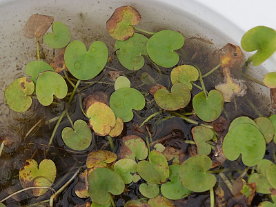 자라풀 사진 - Hydrocharis dubia (Blume) Backer Photos