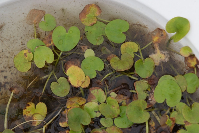 자라풀 - Hydrocharis dubia (Blume) Backer
