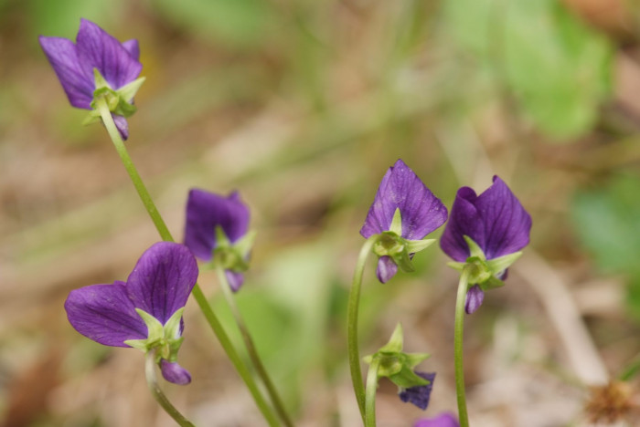 제비꽃 - Viola mandshurica W.Becker