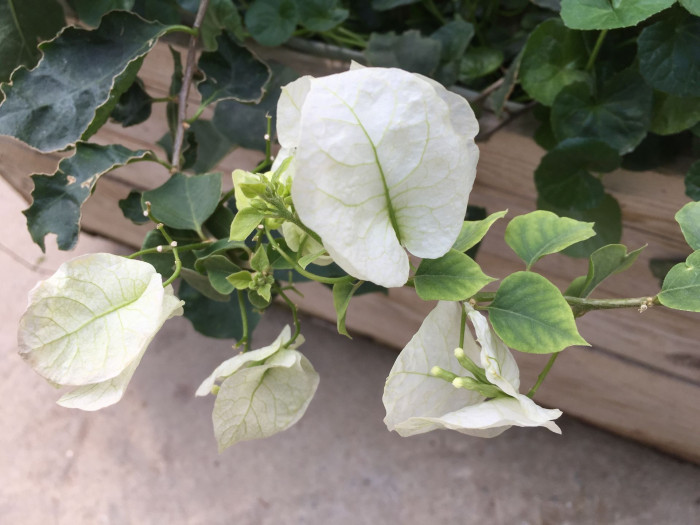 부겐베리아 - paper flower, Bougainvillea glabra